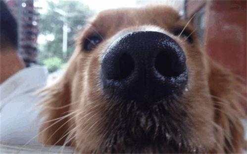 动物抠鼻头条视频大全,趣味横生的鼻部清洁大揭秘