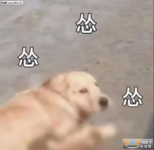 搞笑狗子吃瓜表情包,笑料横生！