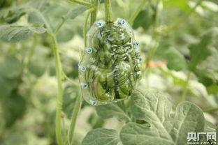 硫酸钡老师的瓜,揭秘化学课堂上的趣味故事