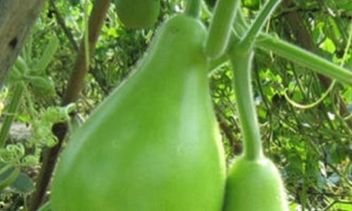 瓠瓜孕期可以吃吗,瓠瓜——孕妇的绿色营养佳品