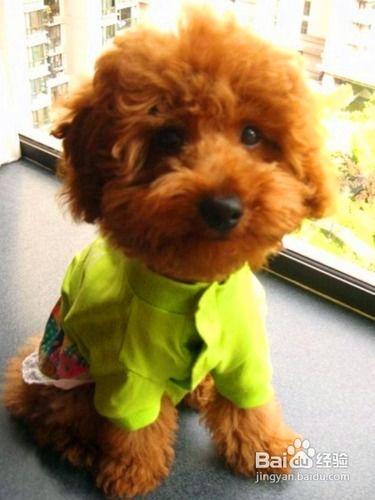 泰迪吃贝贝瓜好吗,泰迪犬食用贝贝瓜的安全性探讨