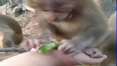 网红小猴布丁现在怎样了,生活新篇章