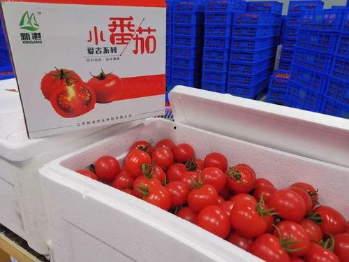 搞笑网红小番茄,小番茄带你笑翻天！