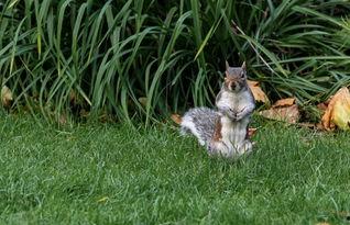 头条小松鼠图片大全可爱,可爱瞬间尽收眼底