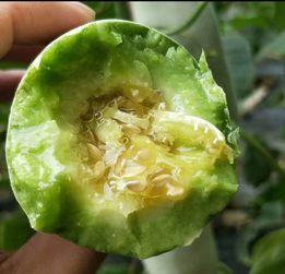 生活中吃瓜的人,揭秘吃瓜群众的日常