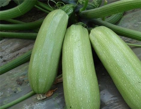 喜欢吃瓜的好处,揭秘吃瓜的五大益处