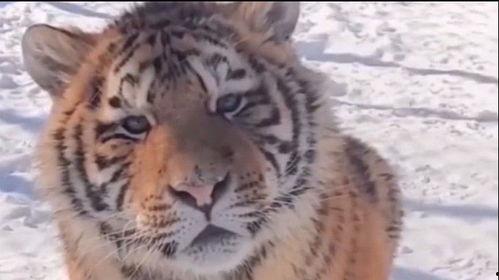 莱芜网红老虎在哪拍的,揭秘拍摄地背后的故事