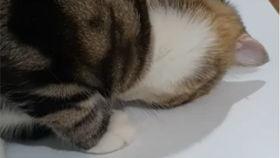 猫哥吃瓜视频大全,揭秘娱乐圈幕后故事