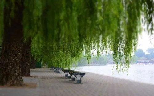 广西柳树新闻头条,广西柳州柳树产业新动态，绿色发展引领乡村振兴