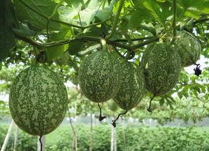 瓠瓜是吊瓜吗怎么吃的