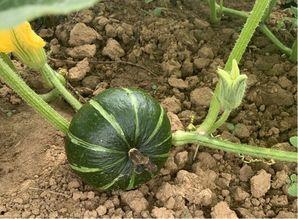 碧桂园吃瓜群,内部八卦与行业风云