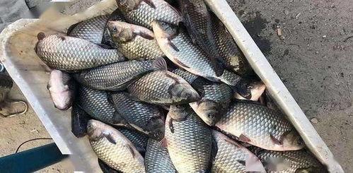 黑坑鲫瓜老师虾饵制作,黑坑鲫瓜老师虾饵秘制配方大揭秘