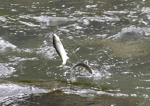 带你吃瓜之鱼儿,带你领略“带你吃瓜之鱼儿”的独特魅力