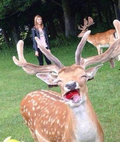 今日看料小鹿丢了,爱心寻踪记