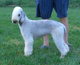 贝林顿 明星,闪耀舞台的璀璨之星