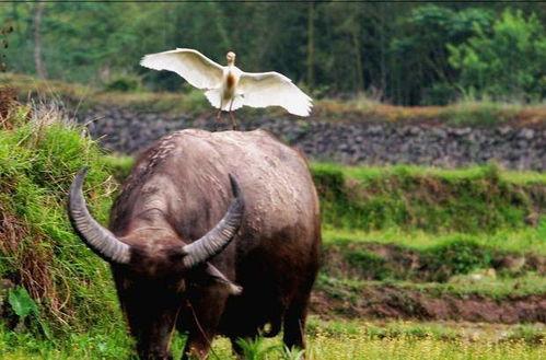 老牛吃瓜的视频,笑谈世间百态