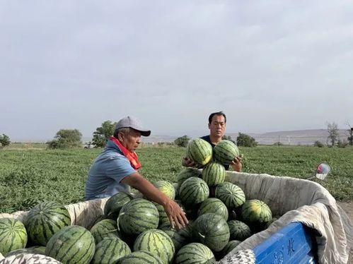 吃瓜多了会反噬吗,小心反噬效应显现